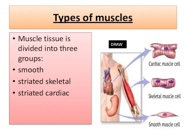 Types of muscles Muscle tissue is divided into three groups: smooth striated skeletal striated cardiac DRAW
