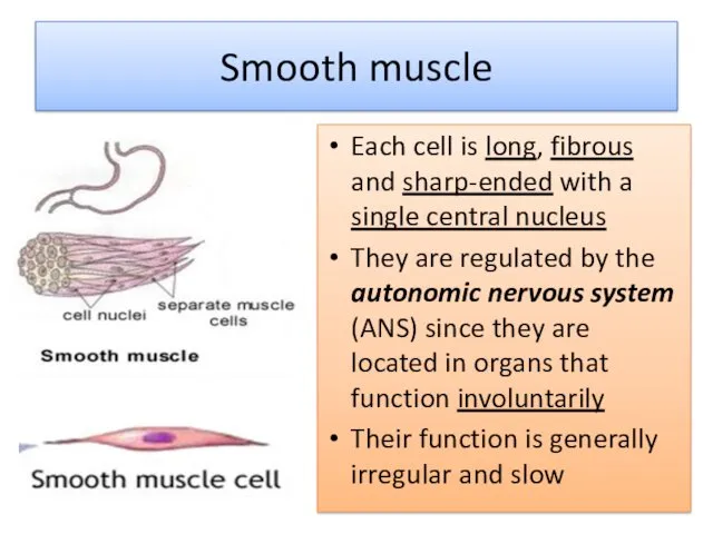 Smooth muscle Each cell is long, fibrous and sharp-ended with