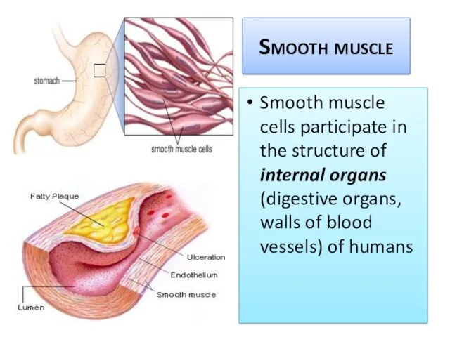 Smooth muscle Smooth muscle cells participate in the structure of