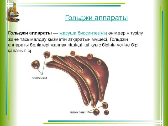 Гольджи аппараты Гольджи аппараты –– жасуша биосинтезінің өнімдерін түзілу және