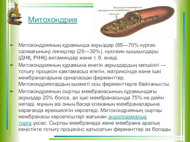 Митохондрия Митохондрияның құрамында ақуыздар (65—70% күрғак салмағының) липидтер (25—30%), нуклеин