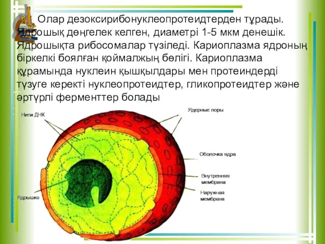 Олар дезоксирибонуклеопротеидтерден тұрады. Ядрошық дөңгелек келген, диаметрі 1-5 мкм денешік.