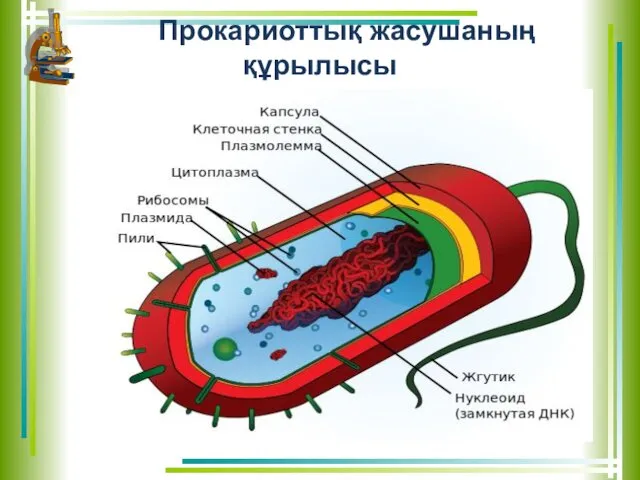 Прокариоттық жасушаның құрылысы