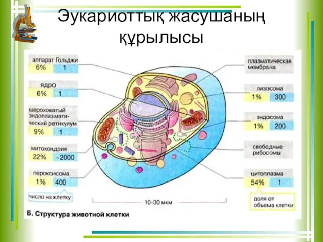 Эукариоттық жасушаның құрылысы