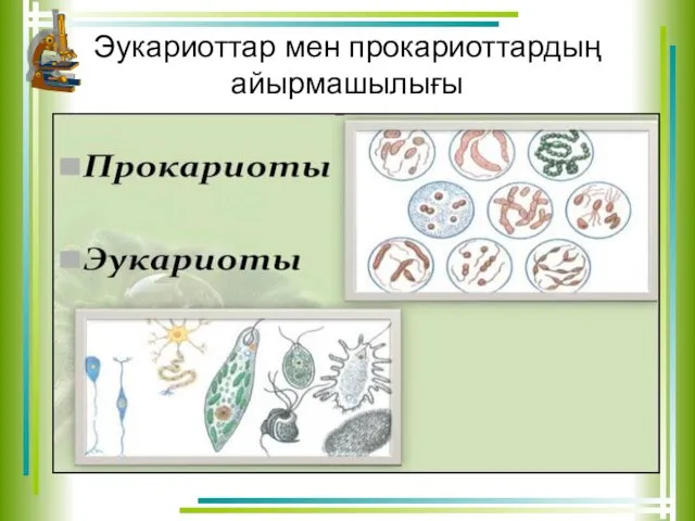 Эукариоттар мен прокариоттардың айырмашылығы