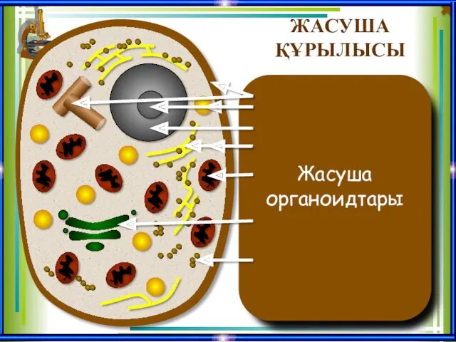 Жасуша мембранасы Жасуша қабырғасының астында болады. Қызметі: Жасуша құрамын шектеп,