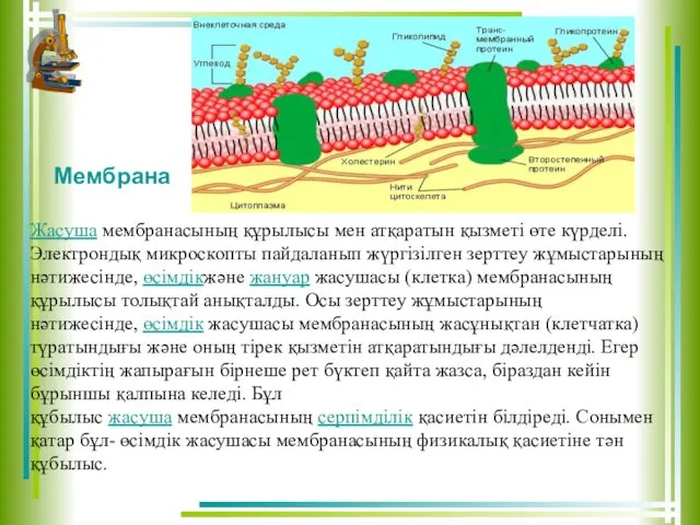 Жасуша мембранасының құрылысы мен атқаратын қызметі өте күрделі. Электрондық микроскопты