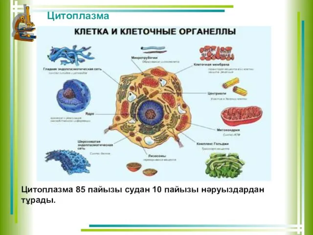 Цитоплазма Цитоплазма 85 пайызы судан 10 пайызы нәруыздардан тұрады.