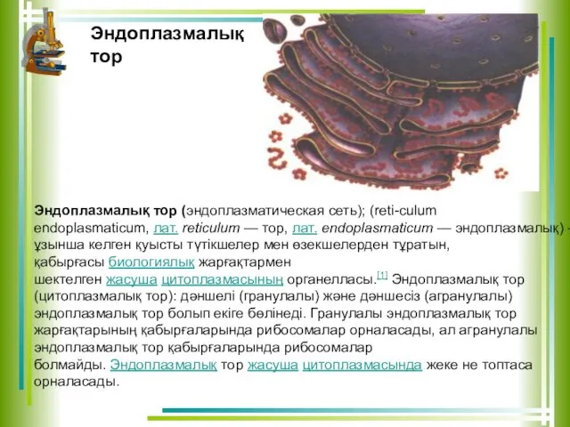 Эндоплазмалық тор (эндоплазматическая сеть); (reti-culum endoplasmaticum, лат. reticulum — тор,