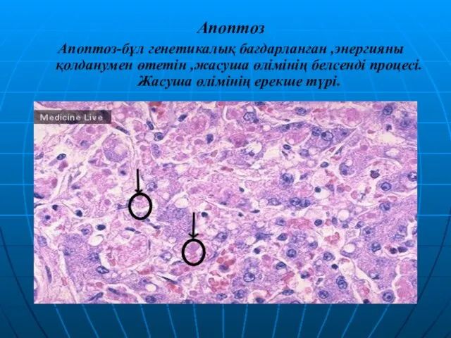 Апоптоз Апоптоз-бұл генетикалық бағдарланған ,энергияны қолданумен өтетін ,жасуша өлімінің белсенді процесі. Жасуша өлімінің ерекше түрі.