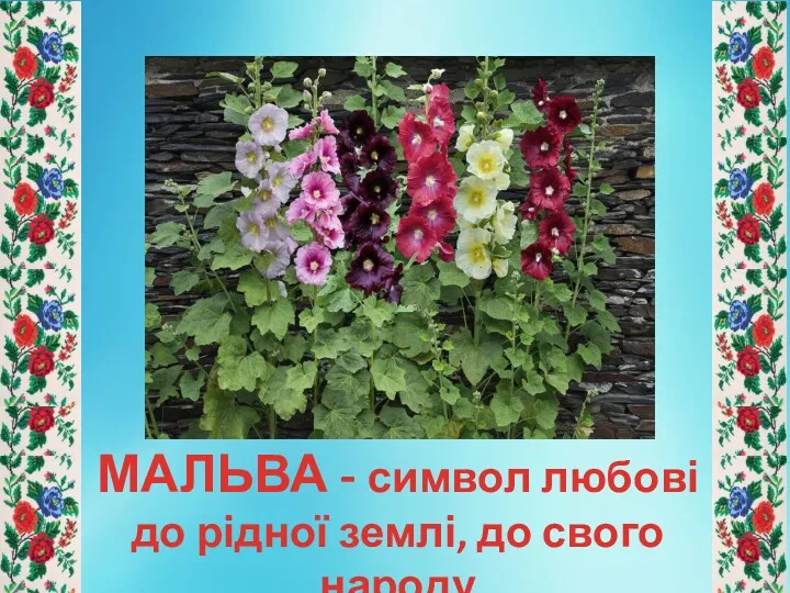 МАЛЬВА - символ любові до рідної землі, до свого народу