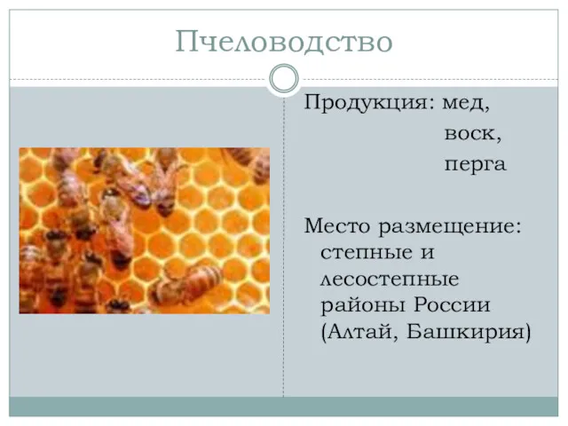 Пчеловодство Продукция: мед, воск, перга Место размещение: степные и лесостепные районы России (Алтай, Башкирия)
