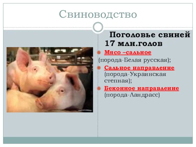 Свиноводство Поголовье свиней 17 млн.голов Мясо –сальное (порода-Белая русская); Сальное направление (порода-Украинская степная); Беконное направление (порода-Ландрасс)