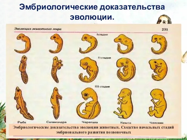 Эмбриологические доказательства эволюции. Эмбриологические доказательства эволюции животных. Сходство начальных стадий эмбрионального развития позвоночных