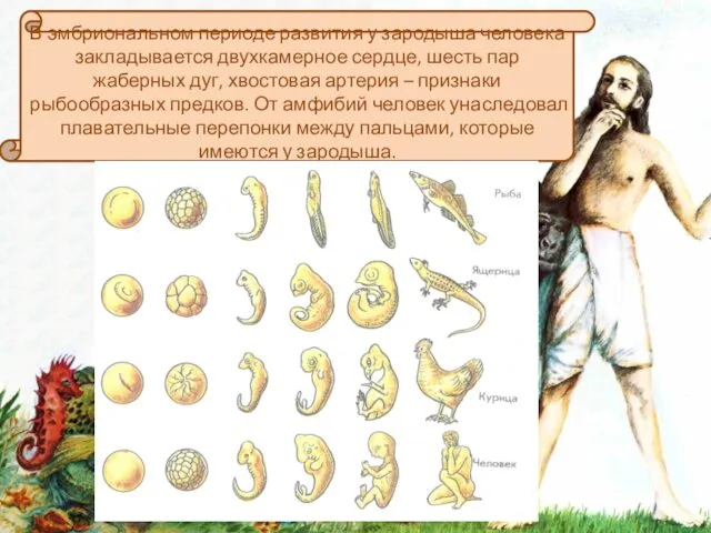 В эмбриональном периоде развития у зародыша человека закладывается двухкамерное сердце,