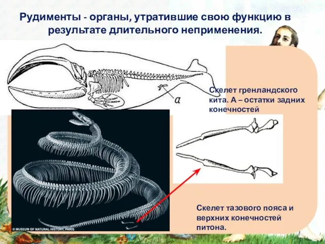 Рудименты - органы, утратившие свою функцию в результате длительного неприменения.