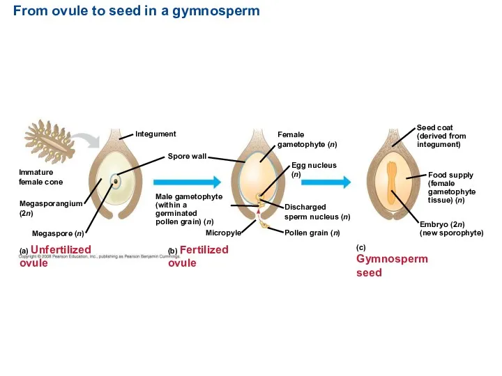From ovule to seed in a gymnosperm Seed coat (derived
