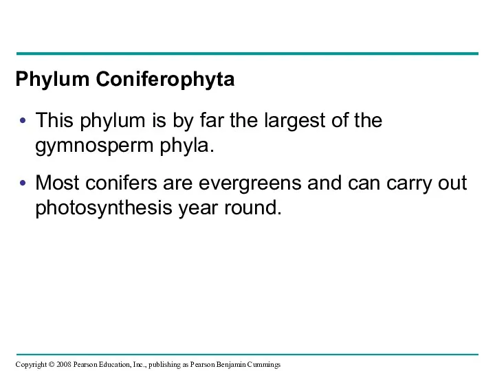 Phylum Coniferophyta This phylum is by far the largest of