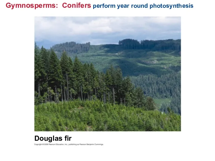 Gymnosperms: Conifers perform year round photosynthesis Douglas fir