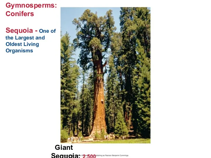 Gymnosperms: Conifers Sequoia - One of the Largest and Oldest