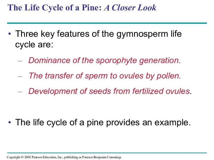 The Life Cycle of a Pine: A Closer Look Three