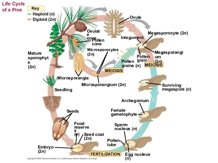 Life Cycle of a Pine Microsporangium (2n) Microsporocytes (2n) Pollen