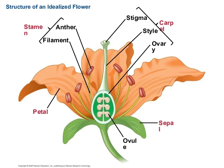 Structure of an Idealized Flower Carpel Ovule Sepal Petal Stigma Style Ovary Stamen Anther Filament