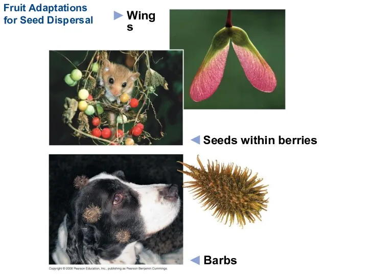 Fruit Adaptations for Seed Dispersal Barbs Seeds within berries Wings