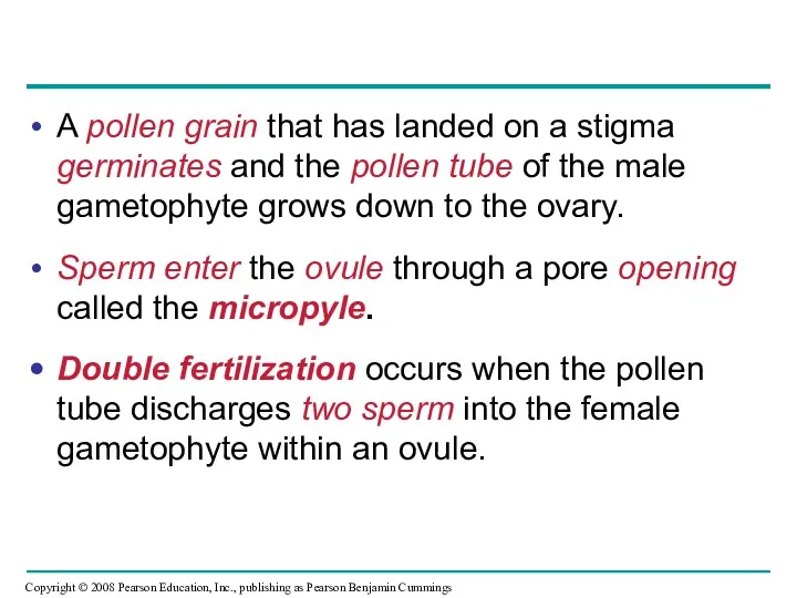 A pollen grain that has landed on a stigma germinates