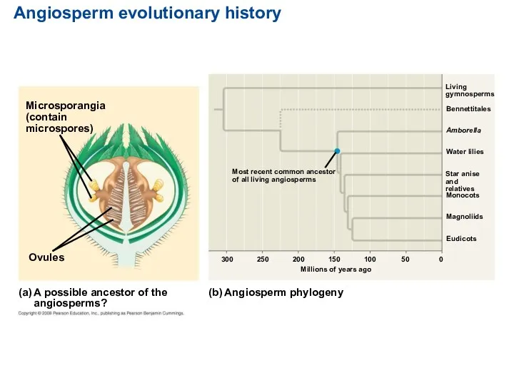 Angiosperm evolutionary history Microsporangia (contain microspores) Ovules A possible ancestor