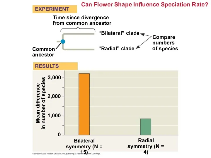 Can Flower Shape Influence Speciation Rate? Common ancestor Radial symmetry