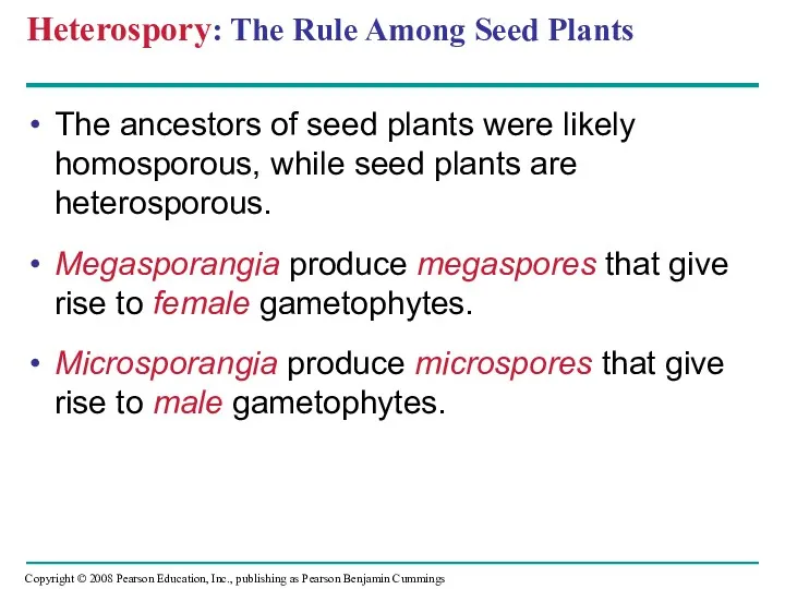 Heterospory: The Rule Among Seed Plants The ancestors of seed