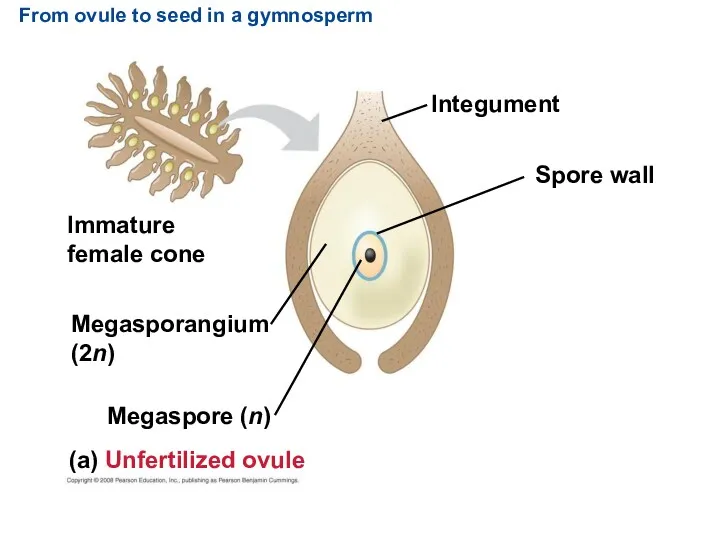 From ovule to seed in a gymnosperm Megasporangium (2n) Megaspore