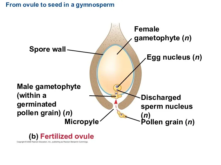 From ovule to seed in a gymnosperm Male gametophyte (within
