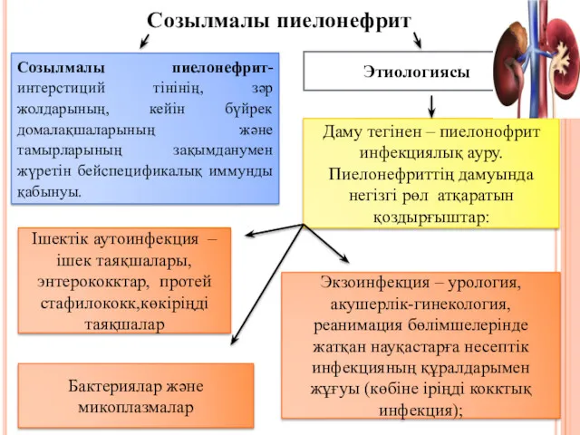 Созылмалы пиелонефрит Созылмалы пиелонефрит- интерстиций тінінің, зәр жолдарының, кейін бүйрек