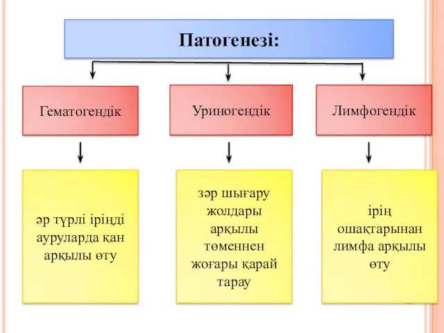 Патогенезі: Гематогендік Уриногендік Лимфогендік әр түрлі іріңді ауруларда қан арқылы