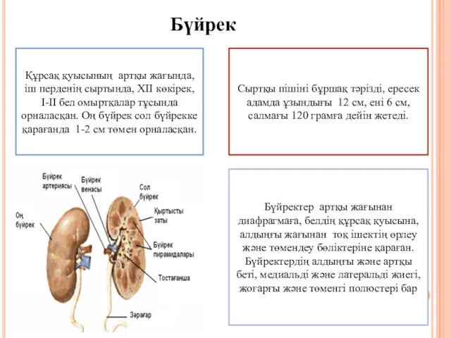 Бүйрек Құрсақ қуысының артқы жағында, іш перденің сыртында, ХІІ көкірек,