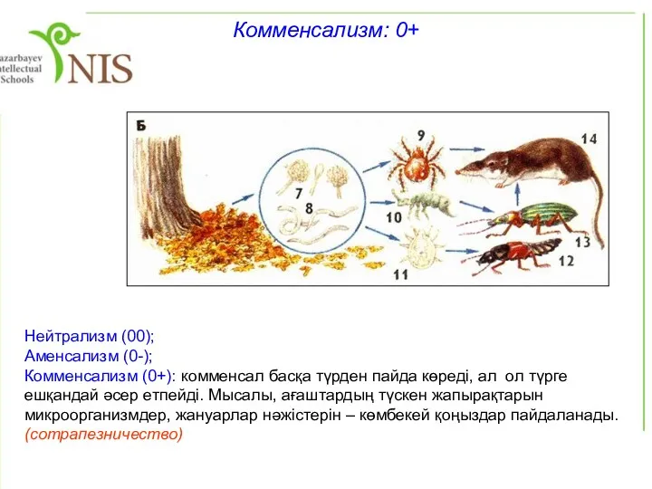 Нейтрализм (00); Аменсализм (0-); Комменсализм (0+): комменсал басқа түрден пайда