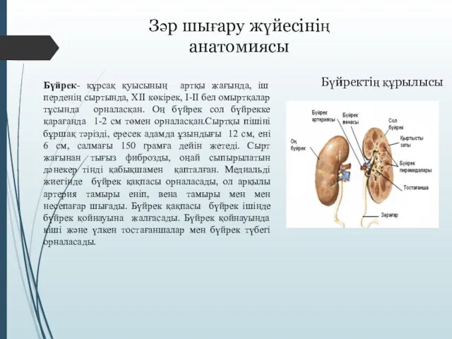 Зәр шығару жүйесінің анатомиясы Бүйректің құрылысы Бүйрек- құрсақ қуысының артқы