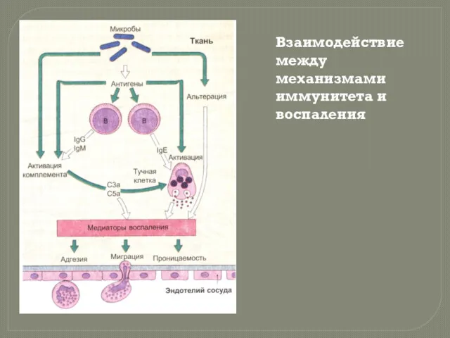 Взаимодействие между механизмами иммунитета и воспаления