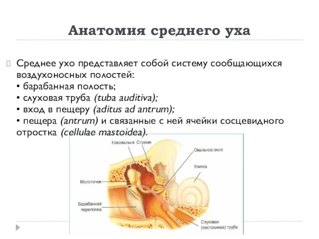 Анатомия среднего уха Среднее ухо представляет собой систему сообщающихся воздухоносных полостей: • барабанная