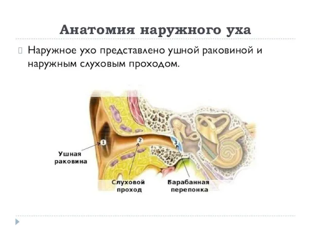 Анатомия наружного уха Наружное ухо представлено ушной раковиной и наружным слуховым проходом.