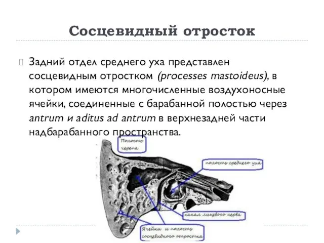 Сосцевидный отросток Задний отдел среднего уха представлен сосцевидным отростком (processes mastoideus), в котором