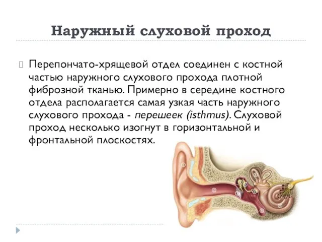 Наружный слуховой проход Перепончато-хрящевой отдел соединен с костной частью наружного слухового прохода плотной
