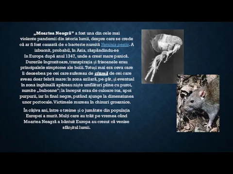 „Moartea Neagră” a fost una din cele mai violente pandemii