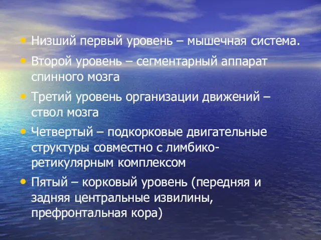 Низший первый уровень – мышечная система. Второй уровень – сегментарный