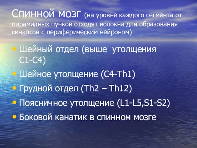 Спинной мозг (на уровне каждого сегмента от пирамидных пучков отходят