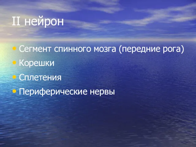 II нейрон Сегмент спинного мозга (передние рога) Корешки Сплетения Периферические нервы