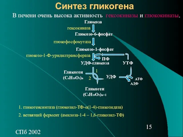 СПб 2002 Синтез гликогена Глюкоза Глюкозо-6-фосфат Глюкозо-1-фосфат УДФ-глюкоза УДФ УТФ