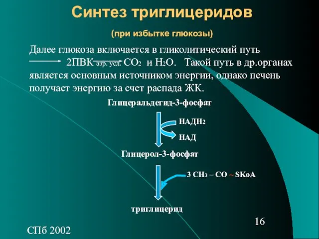 СПб 2002 Синтез триглицеридов (при избытке глюкозы) Далее глюкоза включается